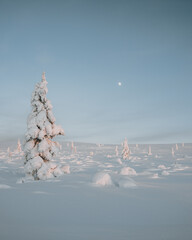 Lapland in the snow, landscapes of pristine snow topped trees and magical golden light in the artic circle. High res photography 