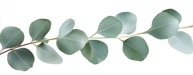 Obraz premium Eucalyptus Branch Horizontal Composition, Silver-Green Leaves, Botanical Concept Eucalyptus, Greenery