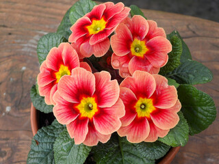 pink primrose primula plant in terracotta pottery