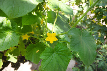 Flowering cucumber, yellow cucumber flower in the garden