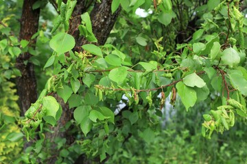 A peach fruit on a tree branch is infected with moniliosis