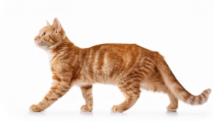 Adorable Ginger Tabby Kitten Walking on White Background, Inquisitive and Full of Energy in a Minimalist Studio Setting.
