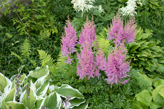 Pink astilba plant flowers in the garden