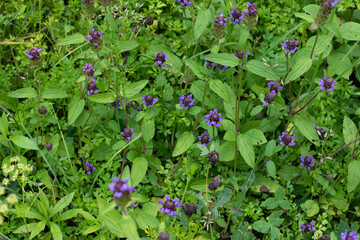 Flowers of a Common Selfheal Prunella vulgaris