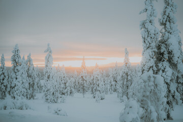 Lapland in the snow 
Beautiful landscape snow