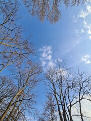 Fototapeta premium Blue Sky with Bare Tree Crowns in Berlin Treptow-Köpenick – Winter Urban Nature Scene