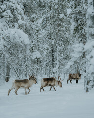 Lapland in the snow 
Beautiful landscape snow
