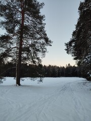a very cozy road in the winter forest