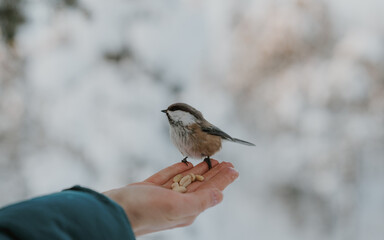 Lapland in the snow 
Beautiful landscape snow