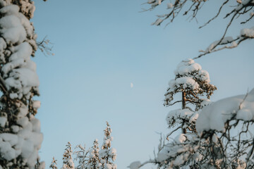 Lapland in the snow 
Beautiful landscape snow