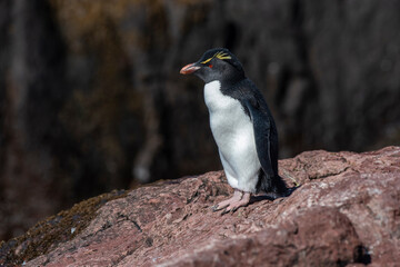 Rockhopper Penguin in Penguin Island,Puerto Deseado, Santa Cruz Province, Patagonia Argentina