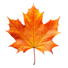 Obraz premium maple leaf isolated on white background