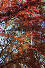 Beautiful red and orange leaves of Acer Palmatum, Japanese Maple tree in autumn. Trees with bright and colorful foliage in fall forest background.