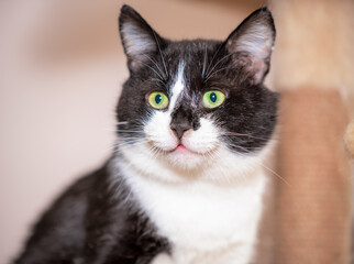 Playful Black and White Cat Exploring a Cozy Animal Shelter Environment