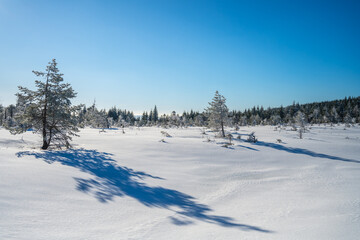 A bright winter day illuminates the Cihadla peat bog in the Jizera Mountains of Czechia. Snow...