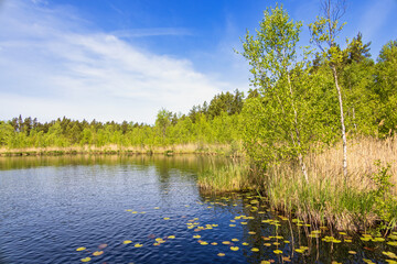 Forest lake with lush green birch trees in the summer