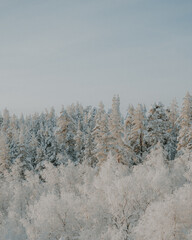 Lapland in the snow 
Beautiful landscape snow