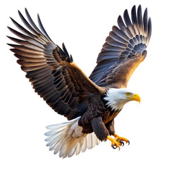 Obraz premium Majestic Bald Eagle in Flight Powerful Wings Spread Wide Nature Wildlife Photography sky eye bird 