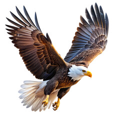 Obraz premium Majestic Bald Eagle in Flight Powerful Wings Brown White Feathers Wildlife Nature Bird Photography 