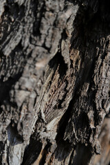 bark of a tree