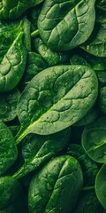 Obraz premium Fresh, Green Spinach Leaves Growing in Abundance. Close-Up View of Healthy, Vibrant Produce