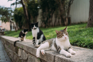 Fototapeta premium Three cats are lying on a stone curb. Two black-and-white cats, one gray-and-white striped