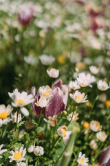 A flower bed of daisies and tulips in the park. A carpet of daisies