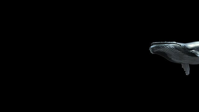 A humpback whale swims past the camera from a low-angle view, appearing to fly in the sky. This 3D animation includes an alpha channel and luma key, perfect for VFX, films, and creative projects