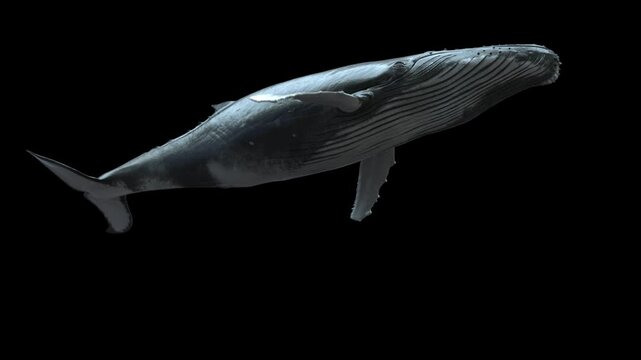 Isolated humpback whale swimming in a seamless loop with a low-angle camera shot. 3D animation with a clean alpha channel, perfect for ocean-themed projects, nature documentaries, and VFX