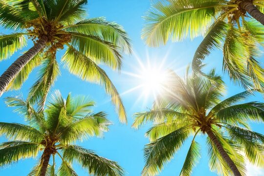 Green palm tree branches blue sky background, bright shiny sun rays, palm leaves, sunlight glow, beautiful nature, sea beach landscape, summer holidays