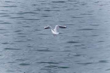 Mouette en vol .