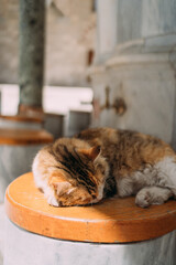 Cute brown tabby cat sleeping peacefully on a round wooden bench in sunlight, cozy scene with soft...