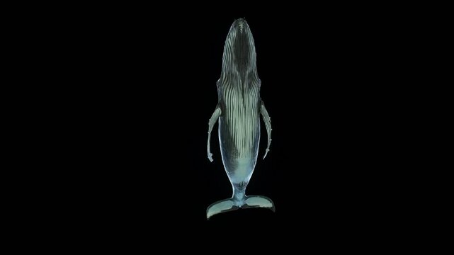 Humpback whale swimming overhead, passing above the viewer. Seamless loop animation with a clean alpha channel, ideal for ocean-themed projects, nature documentaries, and VFX in high-quality 