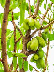 Cluster of Fresh Green Bilimbi Fruits on Tree