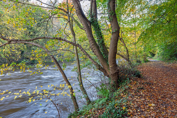 Idyllic River Almond Walkway in Edinburgh: Autumn leaves blanket a peaceful riverside path, framed by lush green and yellow trees, with the river’s gentle flow creating a calming natural escape