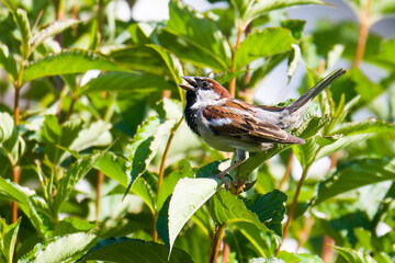 Haussperling Männchen bei der Balz