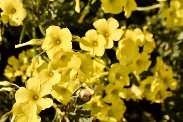 Small spring yellow flowers in the grass