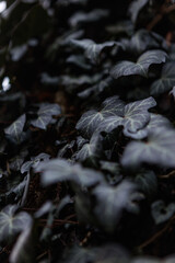 zbliżenie na liście na korze drzewa