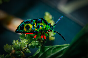 colorado potato beetle