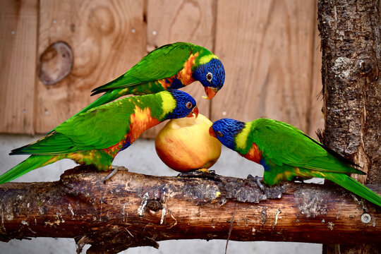 Perroquets mangeant un pomme color&eacute;