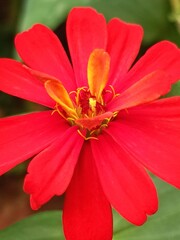 Red zinnia flower 