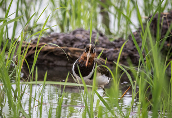Greater painted-snipe It is a water bird in the order of shorebirds that looks different from most other birds. That is, females are more colorful than males. and does not help the male in incubating.