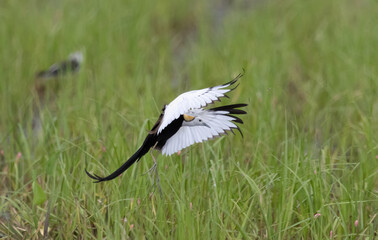  Pheasant-tailed jacana found in freshwater sources in tropical Asia. It ranges from Yemen in the west to the Philippines in the east and may migrate during certain seasons.