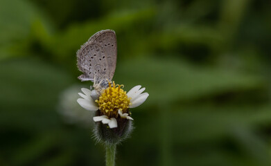 Pointed Ciliate Blue Perched on a grass flower and photographed in macro.