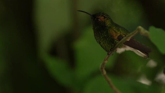 Coppery-headed Emerald, Elvira cupreiceps, flying next to nice pink flower, sucking nectar in tropical wet forest, bird in the nature habitat, Costa Rica. Beautiful hummingbird in the tropic forest.