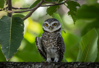 Spotted owlet it is a type of bird of prey such as an owl. that can be found in Thailand.