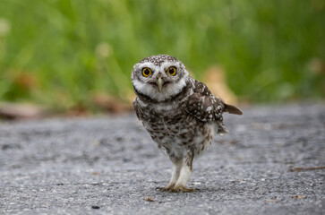 Spotted owlet it is a type of bird of prey such as an owl. that can be found in Thailand.