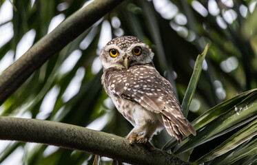 Spotted owlet it is a type of bird of prey such as an owl. that can be found in Thailand.