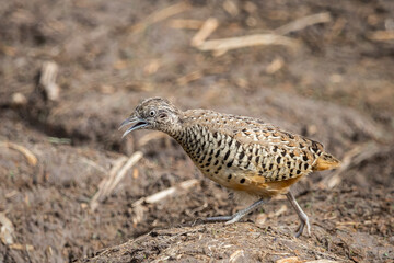 Barred Buttonquail It is a resident bird that can be found in Thailand and Southeast Asia.