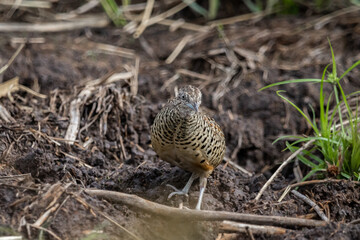 Barred Buttonquail It is a resident bird that can be found in Thailand and Southeast Asia.